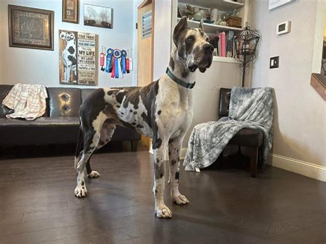 Argus, 2 year old AKC Blue Harlequin Great Dane - Great Dane Puppies ...