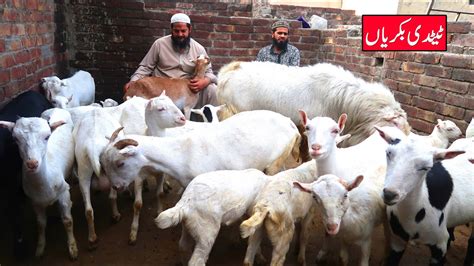 Beautiful White Teddy Goats Teddy Goats Breeding Setup Lahore 2023