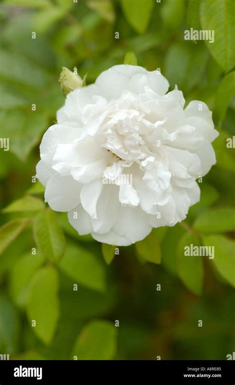 White Heirloom Rose Stock Photo - Alamy