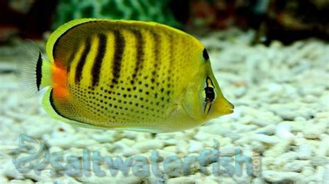 Punctato Butterfly Size 2 25 3 5 Inches For Sale Chaetodon