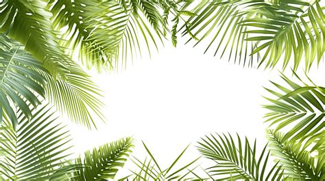 Tropical Palm Leaves Isolated On White Background Tropical Palm