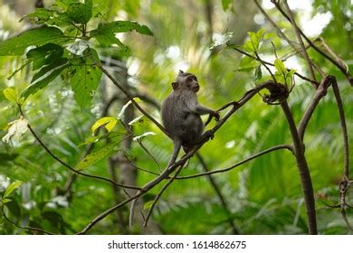 Monkey Climbing Tree Branch Stock Photo 1614862675 | Shutterstock