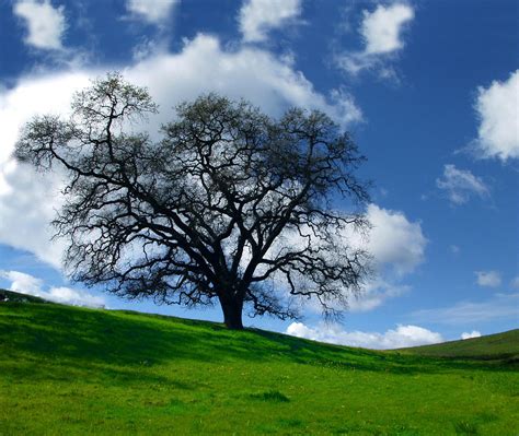 California Oak Trees Free Spirit Photograph by C Ribet