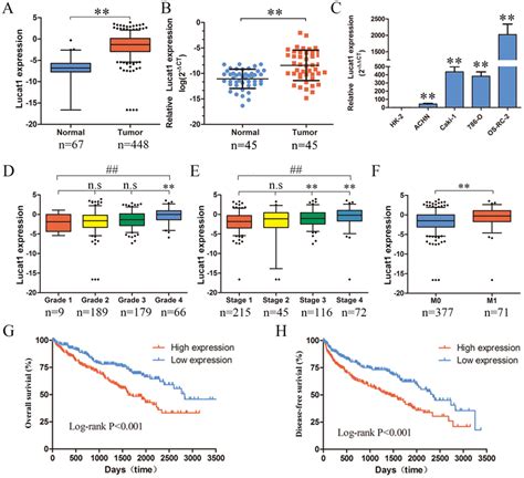 Expression Of Lucat1 In Ccrcc Cell Lines Tissues And Its Clinical