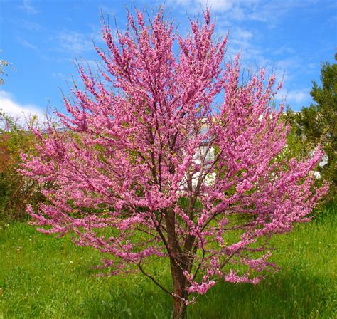 Judas Tree Cercis Silquastrum 10 Seeds - Etsy UK