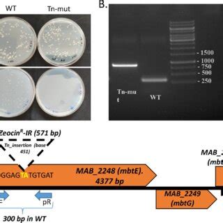 Isolation And Identification Of An MbtE Tn Mutant A A Tn Mutant