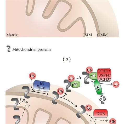 Mitochondrial Quality Control Systems Mitochondria Are Dynamic