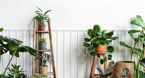 Feng Shui Plantas Que Debes Tener En Tu Hogar Porque Atraen La