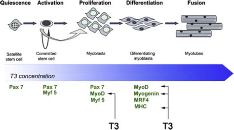 Thyroid hormone levels and myogenesis of satellite cells. In ...