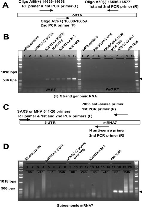 Nested Rt Pcr Assays For Minus Sense Grna And Sgmrna A Schematic