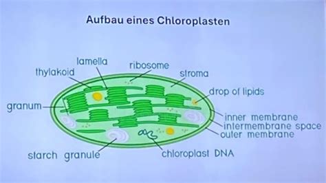 Bio Fotosynthese Karteikarten Quizlet