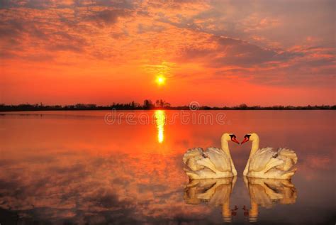 Swans At Sunset Stock Photo Image Of Romance Sunset 5012008