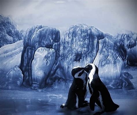 Penguin Couple. - Penguins Photo (37891784) - Fanpop