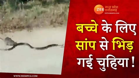 Amazing Snake Rat Fight To Save Mice Video Went Viral Ngmp बच्चे को