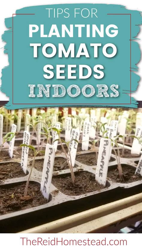 Seed Starting 101 Planting Tomato Seeds Indoors Artofit