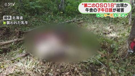 第二のoso18出現か 命がけでクマと対峙 ハンター報酬“安すぎ” 自治体と衝突も 北海道（2024年5月28日掲載）｜stv News Nnn