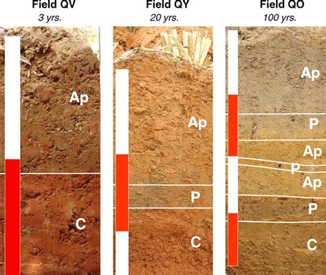 Soil Profiles Of Fields Qv Qy And Qo Ap Puddled Topsoil P Plough