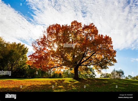 Sugar maple vermont tree hi-res stock photography and images - Alamy