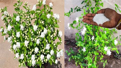 How To Get Lats Of Flower On Mogra Jasmine Plant Mogra Jasmine Growing