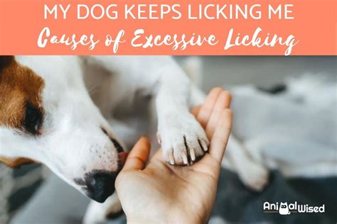 Dog Licking My Lips Meaning | Lipstutorial.org