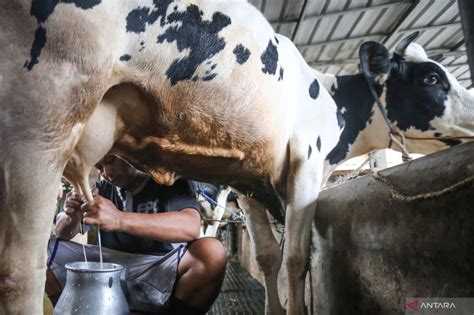 Government Aiming To Meet 24 Percent Of Milk Demand Antara News