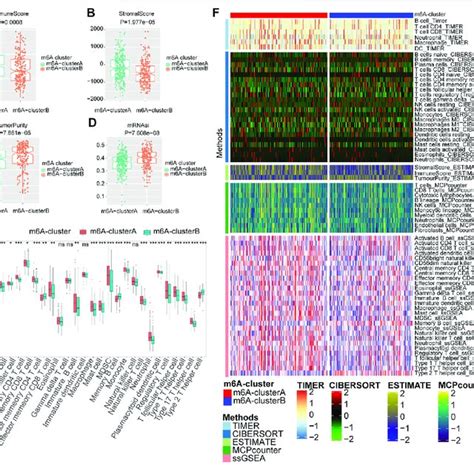 The Two M6A Clusters Show Differential Immune Infiltration A