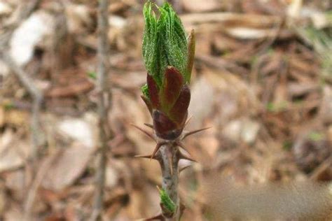 這種野菜渾身是刺，農民還以為有毒，卻不知它是「野菜之王」 壹讀