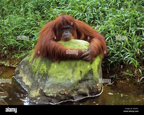 Orangutan Lying On Stone In Water Pongo Pygmaeus Stock Photo Alamy