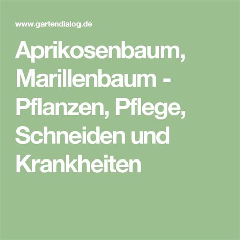 Aprikosenbaum Marillenbaum Pflanzen Pflege Schneiden Und