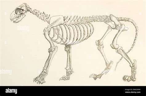 Lion Skeleton Hi Res Stock Photography And Images Alamy