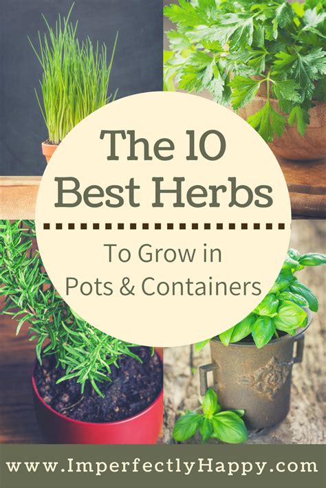 The 10 Easiest Herbs To Grow In A Pot Or Container Artofit