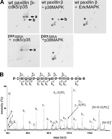 Cdk And P Mapk Directly Phosphorylated Ser On Paxillin In Vitro