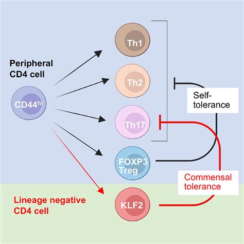 Kruppel Like Factor 2 Cd4 T Cells Avert Microbiota Induced Intestinal