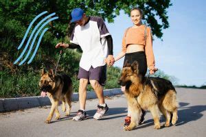 German Shepherd Walking 101: The Right Length and Time for Health ...