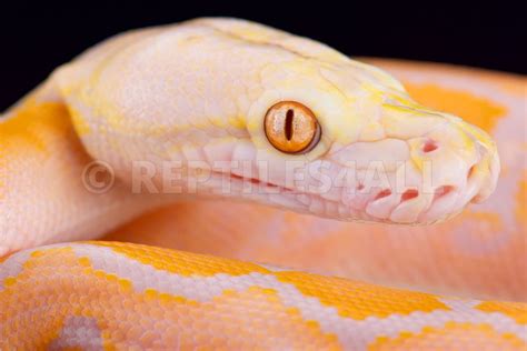 Reptiles All Reticulated Python Malayopython Reticulatus