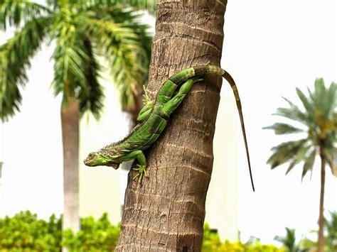 Watch For Falling Iguanas During FL Cold Snap: Forecaster | Fort Myers ...