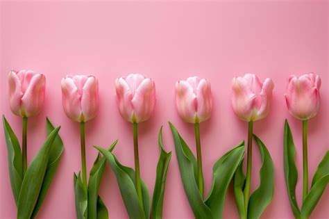 Premium Photo Pink Tulips In A Row On A Pink Background