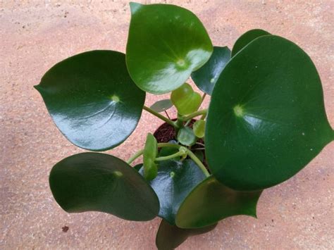 Planta Del Dinero China Pilea Peperomioides Para Mi Jard N