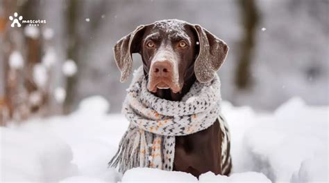 Consejos para proteger a tu perro del frío cómo cuidar a tu mascota en