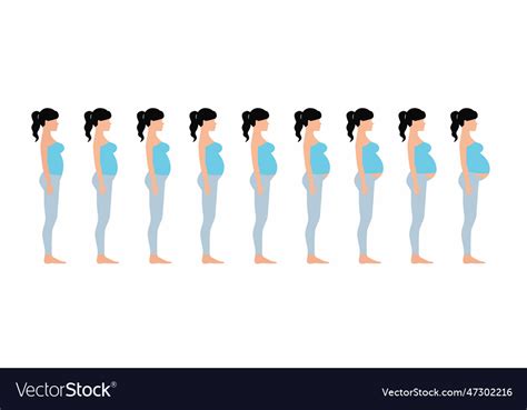 Pregnant woman stages of pregnancy Royalty Free Vector Image