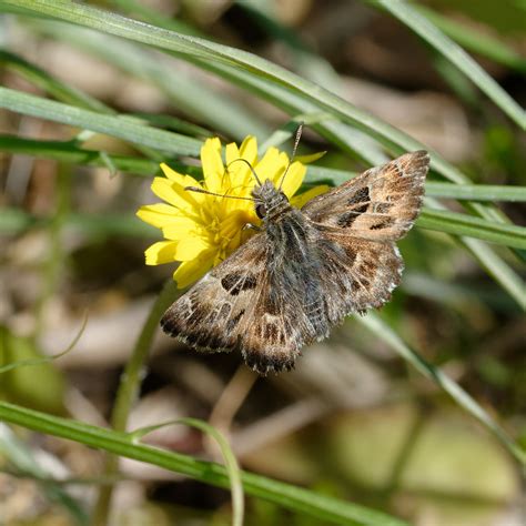 Hespérie de l alcée Carcharodus alceae Lépidoptère Hes Flickr