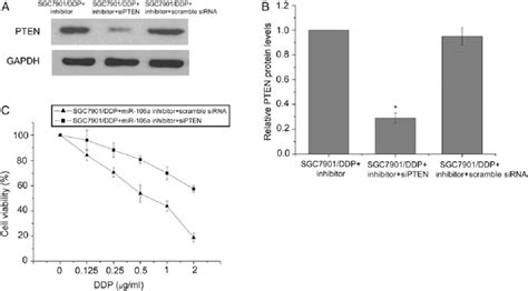 Pten Plays An Important Role In Mir 106a Regulated Ddp Resistance In