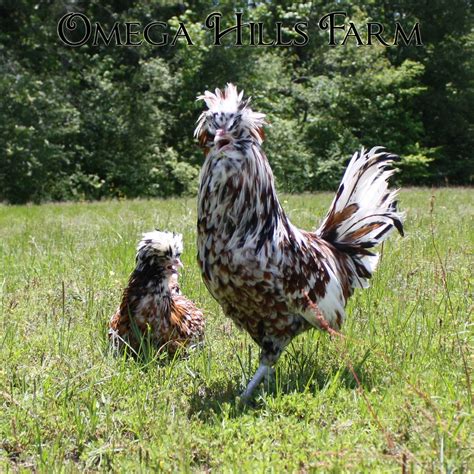 Tolbunt Polish Chickens and Hatching Eggs for Sale