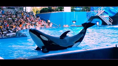 Seaworld Orlando Shamu Show Youtube