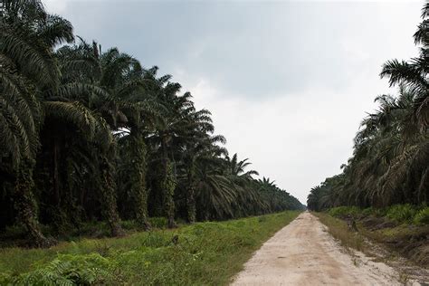 PLANTATIONS Asian Agri