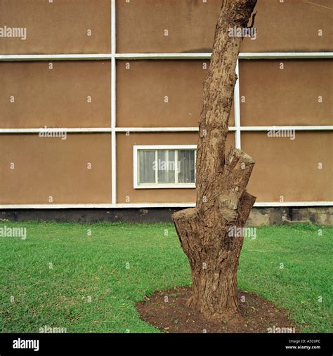 Tree trunk with wall in background Stock Photo - Alamy