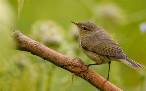 Light Brown Yellow Warbler Bird Is Standing On Tree Branch In Blur