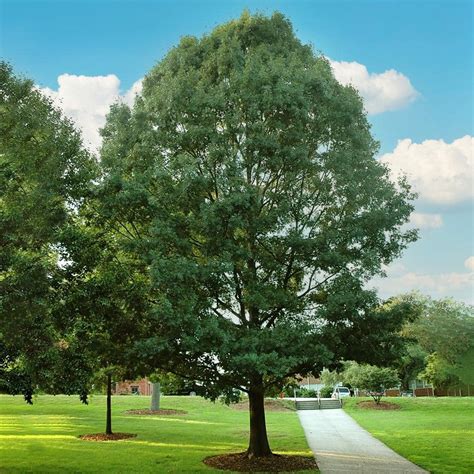 Shumard Oak Deciduous Shade Tree Oakshu05g The Home Depot