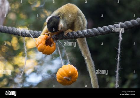 Breakfast Time Will Be Getting A Macabre Makeover This Halloween At Zsl