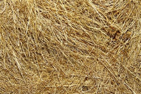 Hay texture stock image. Image of material, haystack - 32668833